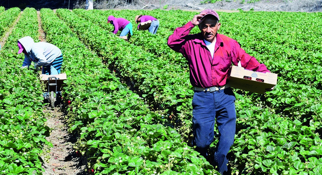 A farmworker poses for a photo standing amidst a row of crops.