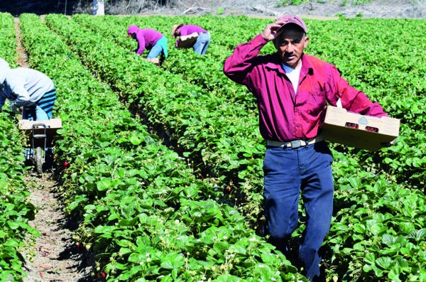 A farm worker poses for a photo standing amidst rows of crops.