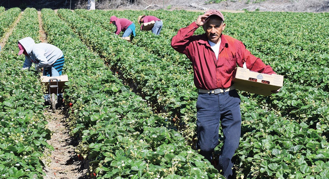 A migrant farmer adjusts his cap while picking produce from a row of crops.