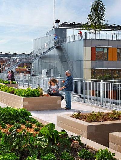 Residents of a green affordable housing complex work in a vegetable garden the roof of their building.