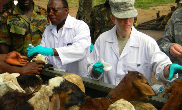Two veterinarians take swab samples from a pen of goats.