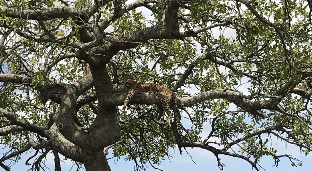 Leopard in the tree