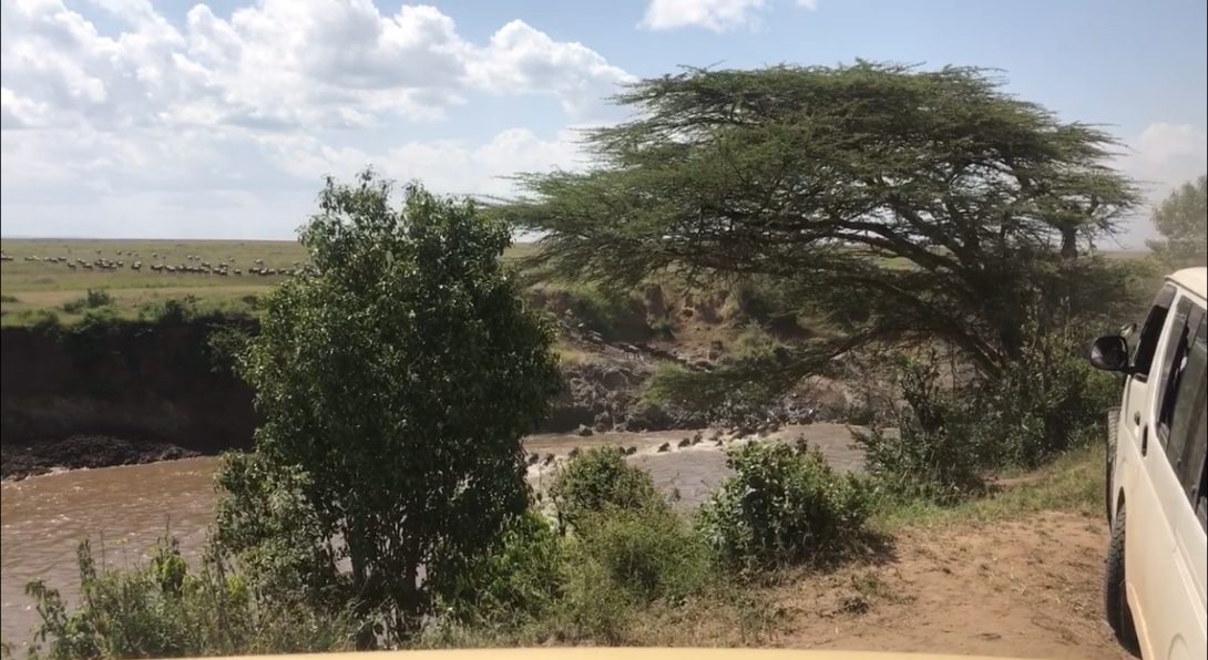 Wildebeests Crossing the River