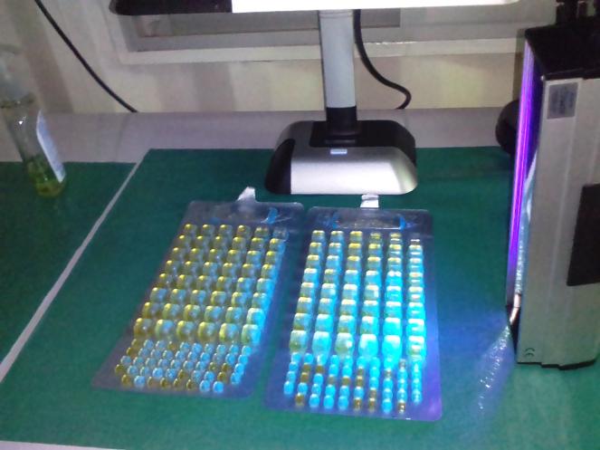 Using UV light to read the E. coli results after conducting the tests