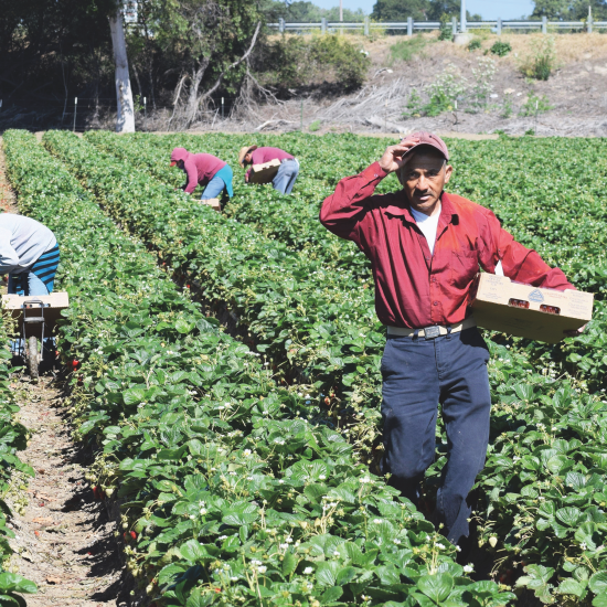 Farmworker