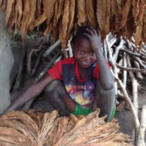 A boy crouches next to drying tobacco plants in Malawi.