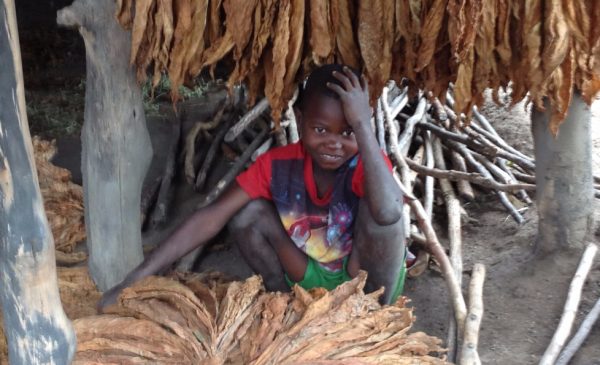 A boy in Malawi poses for a picture next to drying tobacco plants.