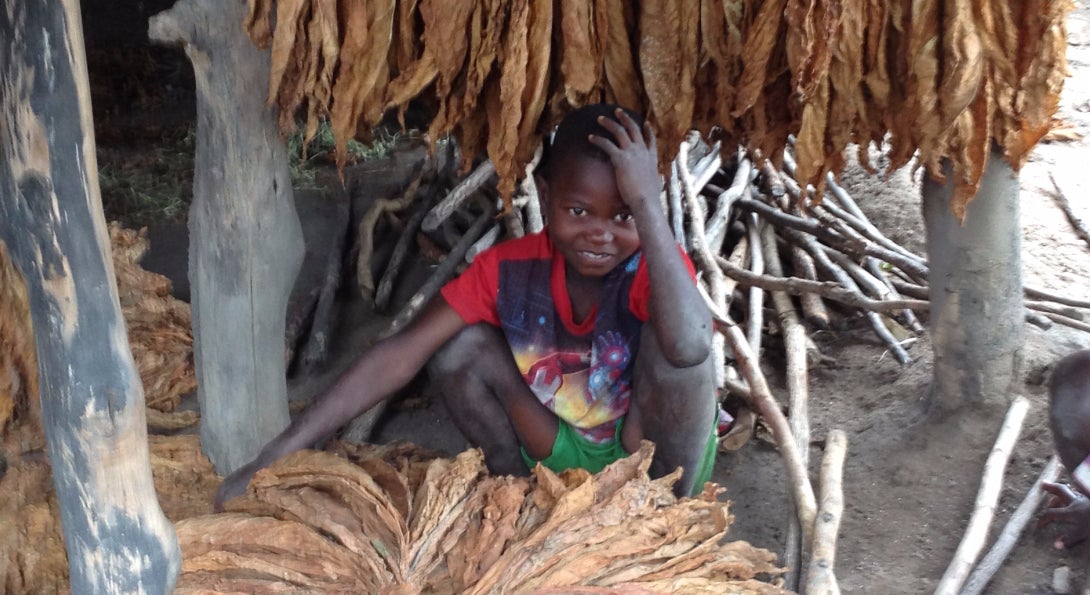 A boy crouches next to dried tobacco plants.