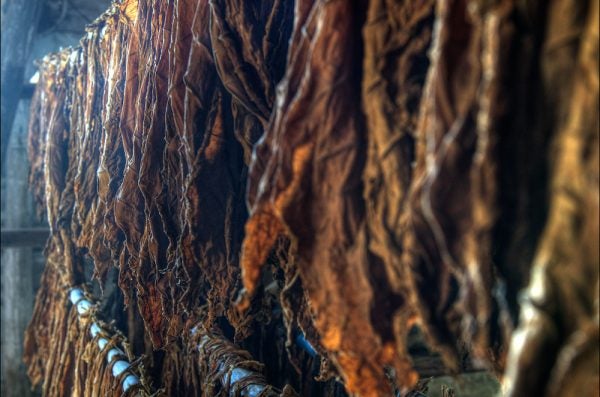 Tobacco leaves in drying racks.