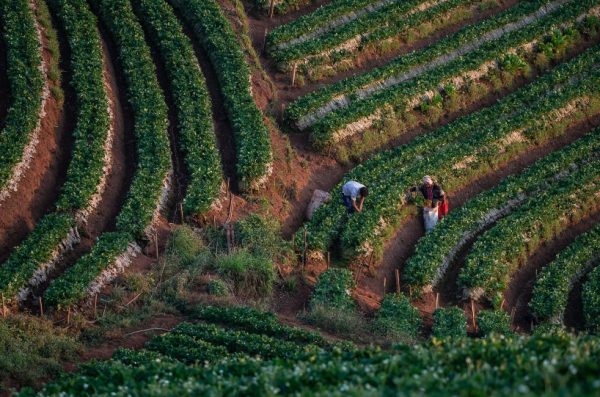 aerial view of immigrant workers working in a field