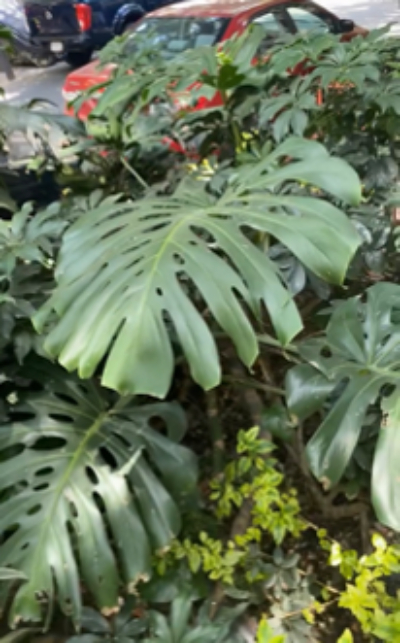 Leafy Plant