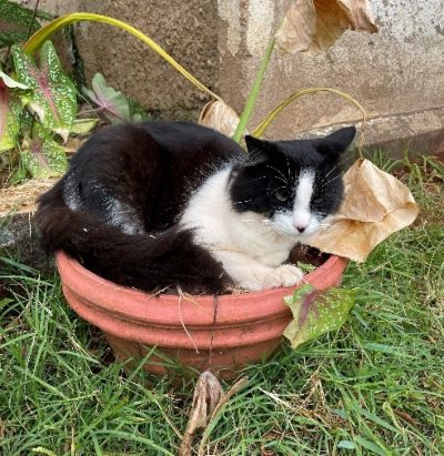 Tsotsi taking a little nap in a flower plant.